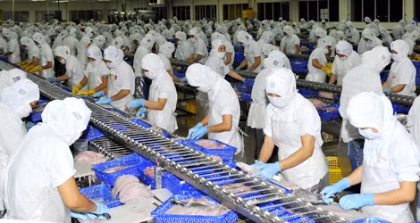 Thu hoạch cá tra, phục vụ chế biến xuất khẩu tại ĐBSCL.