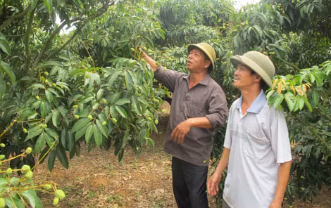 Vải thiều dự báo một vụ mùa bội thu.