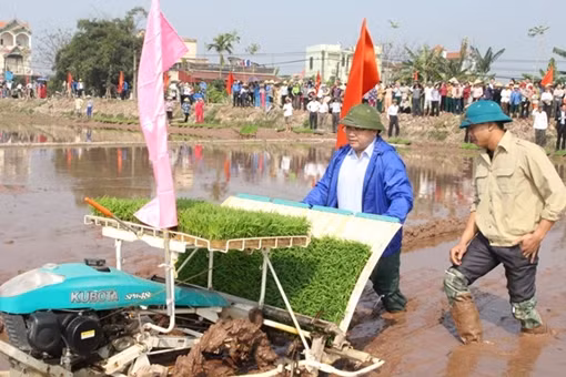 Lãnh đạo TP Hà Nội xuống đồng cấy lúa khai xuân