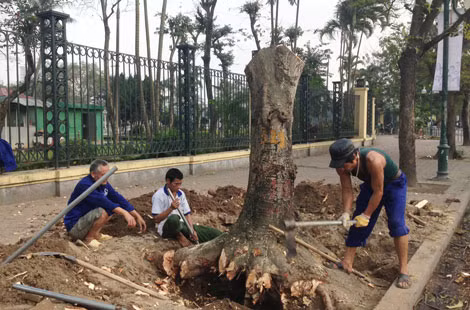 Nhiều cây muồng lớn trên phố Lê Duẩn bị chặt hạ. (Ảnh chụp chiều 17/3/2015).