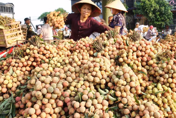Nếu thiếu thận trọng, trái cây Việt có thể mất thị trường Nhật Bản.