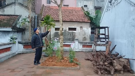Ông Nguyễn Văn Tùng - Trưởng Ban Quản lý Đền Voi Phục: "Cây muỗm này là do người dân cung tiến, thành phố hầu như không quan tâm".