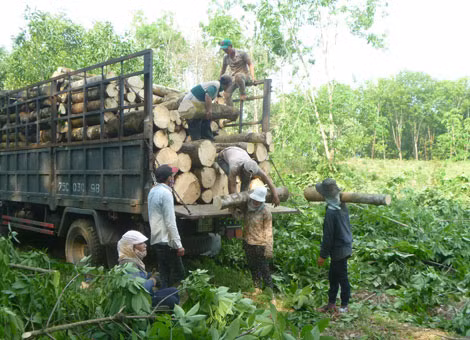 Nhiều vườn cao su ở xã Hương Bình bị đốn hạ để bán gỗ cho thương lái.