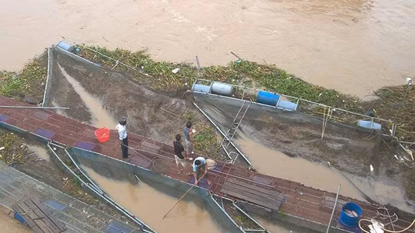 Các lồng bè nuôi cá mưa lũ bị cuốn trôi.