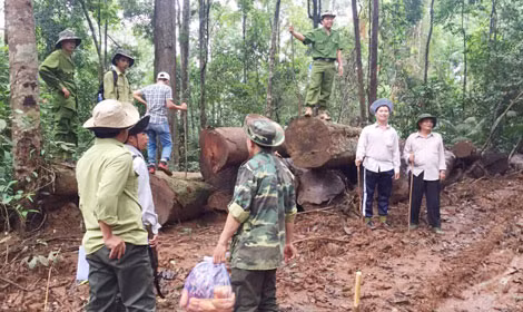 Kiểm kê, đề xuất chuyển đổi 486ha rừng&nbsp;làm đường cao tốc Bảo Lộc - Liên Khương ảnh 1