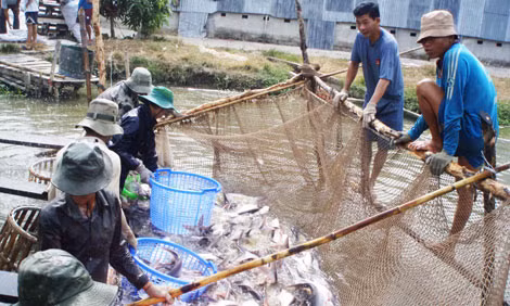 Thu hoạch cá tra nuôi tại đồng bằng sông Cửu Long. Thu hoạch cá tra nuôi tại đồng bằng sông Cửu Long.
