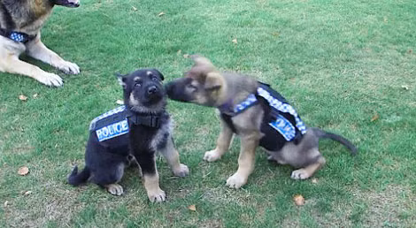 Áo giáp cho các chú cảnh khuyển tí hon ở New Zealand. Ảnh NZ Police.