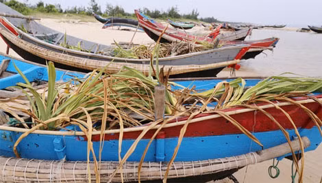 Tình trạng tương tự Hà Tĩnh được ghi nhận tại Quảng Trị. Hàng chục chiếc thuyền nằm bờ ở bãi ngang xã Trung Giang (huyện Gio Linh, Quảng Trị). Ông Trần Viết Tiễn cho biết, ngư dân chặt cây dứa dại đầy gai đặt trong lòng thuyền, vừa tránh nắng mưa, vừa ngăn trẻ con phá hoại. “Khoảng 2 tháng thì cây dứa héo, phải thay cây mới. Đã 2 lần thay dứa mà vẫn chưa ra khơi được".