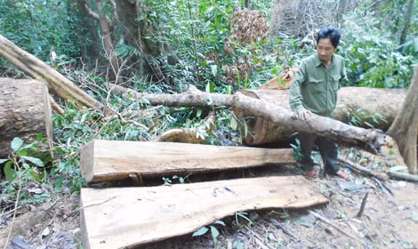 Những cây gỗ dổi bị chặt hạ còn ngổn ngang trong rừng.