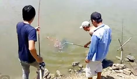 Câu cá lăng đòi hỏi sự kiên trì, nhẫn nại.
