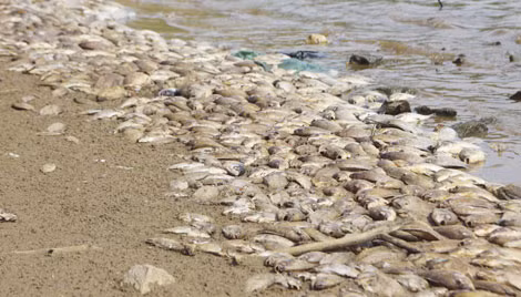 Hình ảnh cá chết dày đặc tại hồ Phước Hà.