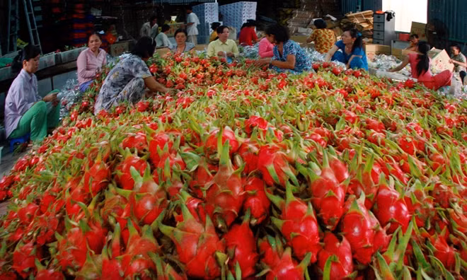 Thanh long Bình Thuận đang rớt giá, nhưng Sở Công Thương tỉnh phủ nhận thông tin giá rớt "thảm hại"
