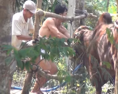 Bò được bơm nước trước khi giết mổ.