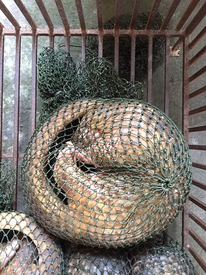 Theo ghi nhận của Trung tâm Giáo dục Thiên nhiên (ENV), chỉ riêng trong Quý 3/2019, các cơ quan chức năng đã phát hiện và bắt giữ 3 vụ vận chuyển, buôn bán tê tê trái phép và tịch thu 58 cá thể tê tê.