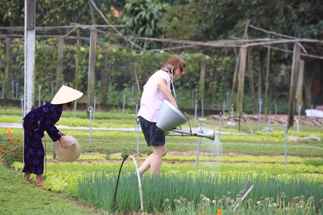 Hội An sẽ đưa vào khai trương điểm tham quan làng rau Trà Quế vào ngày 1/1/2020.