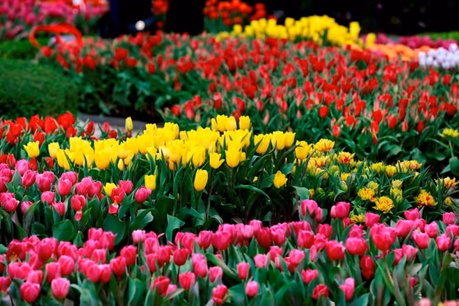 "Lễ hội hoa với hơn 1 triệu bông tulip tại Bà Nà là một sản phẩm du lịch độc đáo, vửa được Tổ chức Kỷ lục Việt Nam xác nhận kỷ lục "Lễ hội hoa tulip lớn nhất Việt Nam".