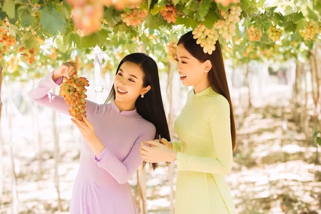 Cùng ngắm nhìn những hình ảnh rạng rỡ của Hoa hậu Tiểu Vy, Á hậu Phương Nga, Á hậu Thúy An để thấy vẻ đẹp của ba nàng hậu đã làm sáng rực cả vườn nho và ngược lại vườn nho đẹp của Ninh Thuận cũng đã tôn vinh nét đẹp của các nàng.