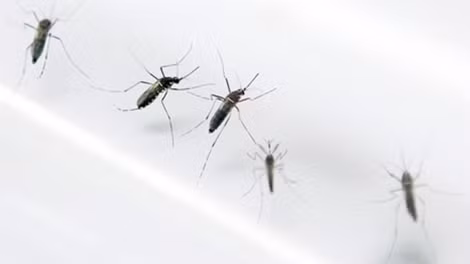 Bệnh lây truyền do muỗi Aedes aegypti.