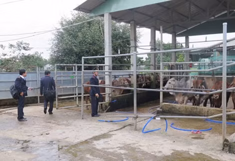 Từ nay đến Tết, Chi cục Thú y sẽ tăng cường kiểm tra các cơ sở giết mổ.