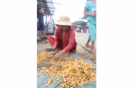 Dứa rừng mọc hoang trên đảo được người dân tận dụng nấu nước bán cho khách du lịch.
