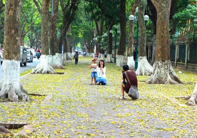 Những hàng sấu cổ thụ ở Hà Nội lại trút lá vàng ươm trên những con phố là địa điểm cho những người ưa nhiếp ảnh muốn lưu giữ một khoảng khắc đẹp về Hà Nội.