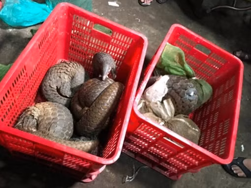 Triệt phá điểm mua bán động vật hoang dã quý hiếm số lượng lớn