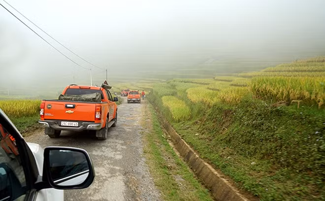 Lúa chín vàng ở Y Tý.