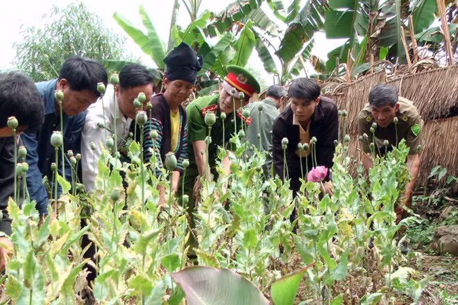 Cán bộ chiến sĩ Đội Cảnh sát phòng chống ma túy Công an huyện Điện Biên cùng chính quyền địa phương và nhân dân phá nhổ trên 400m2 diện tích trồng cây thuốc phiện tại xã Nà Tấu, huyện Điện Biên.