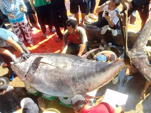 Ngư dân Khánh Hoà câu được cá ngừ đại dương nặng "kỷ lục" 386kg