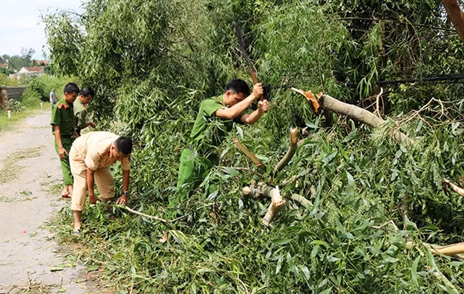 Dọn các cây đổ sau bão.