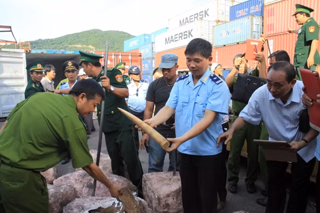 Cục Cảnh sát phòng chống tội phạm buôn lậu phối hợp với các đơn vị chức năng thu giữ lô ngà voi vận chuyển trái phép.