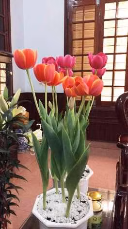 Hoa Tulip và Lily được trồng thành công tại Quảng Trị. Ảnh: Ông Trần Ngọc Lân.