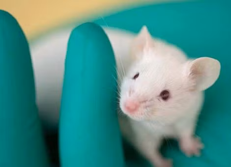 Các thí nghiệm ở chuột đã chỉ ra những “chìa khóa” tiềm năng nhằm ngăn chặn quá trình lão hóa như telomerase hay NAD.