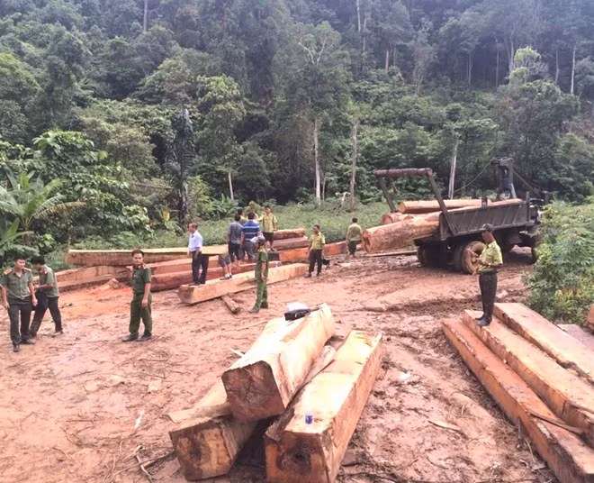 Hiện trường bãi tập kết gỗ bị phát hiện, bắt giữ.