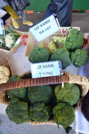 Súp lơ Đà Lạt và súp lơ Trung Quốc.