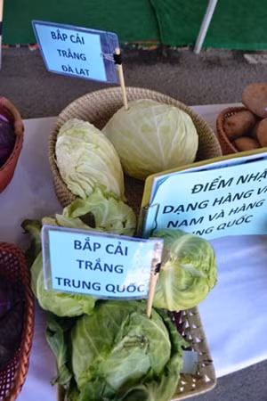 Bắp cải Đà Lạt và bắp cải Trung Quốc.