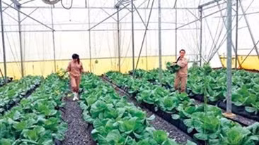 Ăn rau sạch vẫn là ước mơ xa xỉ với nhiều người.