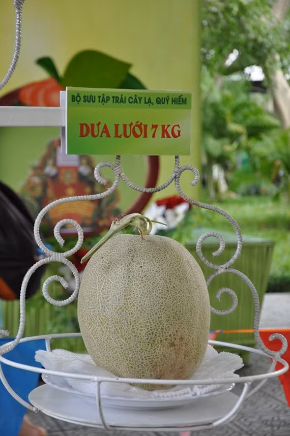 Trái dưa lưới được xếp vào bộ sưu tập trái cây lạ, quý hiếm.