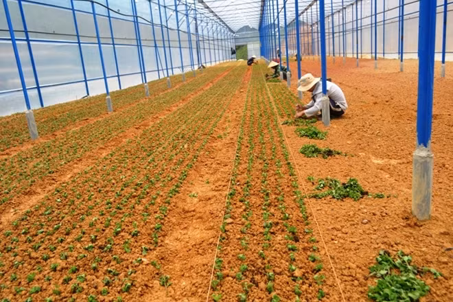 Trong khi các bên đang đỗ lỗi cho nhau thì diện tích đất rừng bị hộ ông Nguyễn Ngọc Đức, ông Tùng lấn chiếm đã được san ủi bằng phẳng, làm nhà kính và trồng hoa cúc lứa đầu tiên. Quanh khu vực này, nhiều cây thông tiếp tục bị ngã xuống.