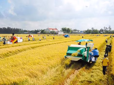 Cánh đồng mẫu lớn là điều kiện cần thiết để có thể cơ giới hóa nông nghiệp.