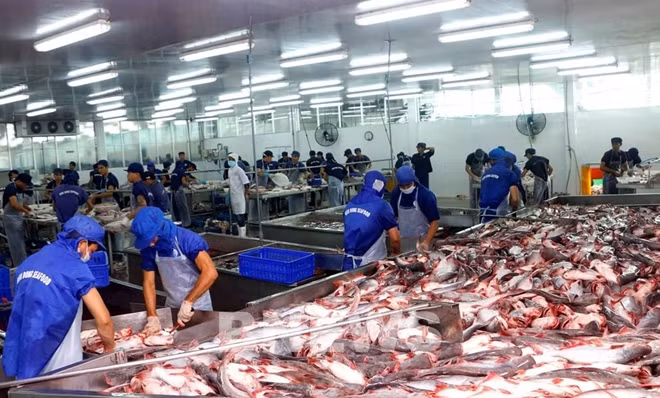 Hoạt động nhập khẩu 4 loại cá nói trên được thực hiện bình thường như trước đây (ảnh minh hoạ internet)