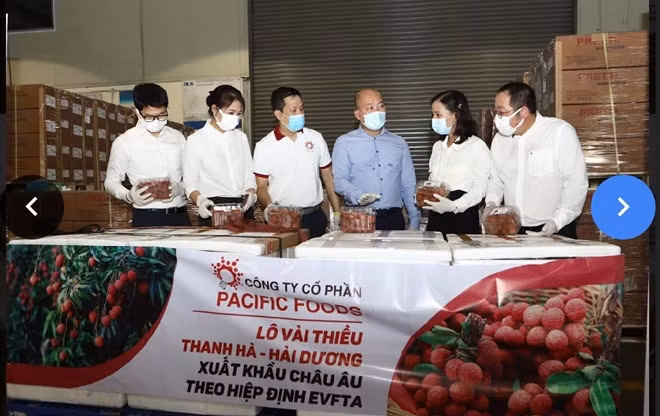 Lô vải xuất khẩu của Pacific Foods sẽ đến được tay người tiêu dùng châu Âu mất khoảng 4-5 ngày.