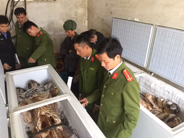 Lực lượng Công an kiểm tra 2 cá thể hổ được để trong tủ đông lạnh