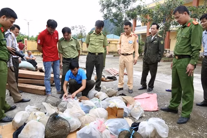 Lực lượng chức năng kiểm tra cá thể rùa và tê tê