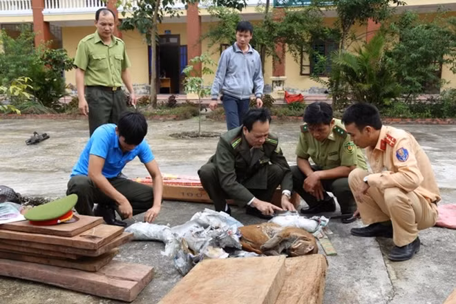 Cá thể báo lửa được đối tượng ngụy trang rất kín