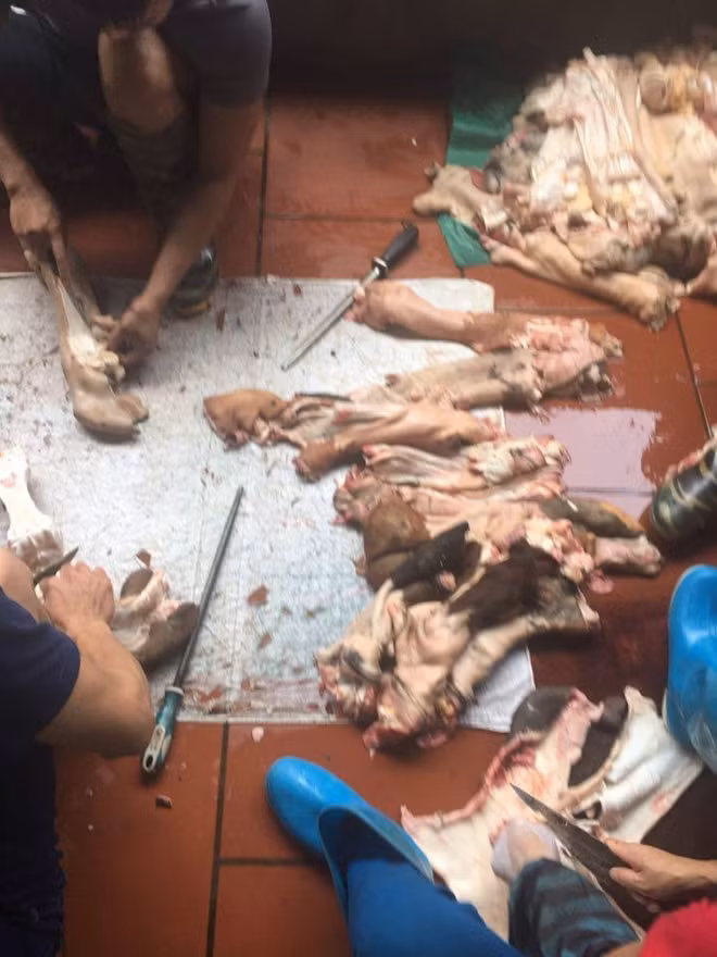 Xương chân trâu, bò bốc mùi hôi thối