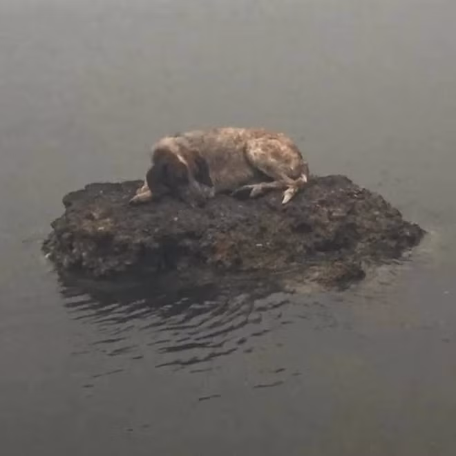 Một chú cún chạy thoát khỏi đám cháy, lem luốc và mệt nhoài.