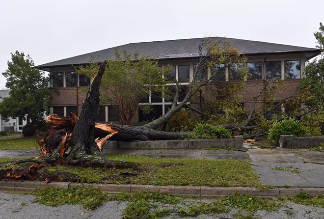 Một cây cổ thụ bị quật đổ trong bão Florence. Ảnh: Washington Post