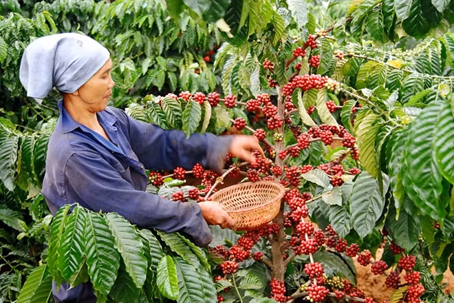Ảnh minh họa.