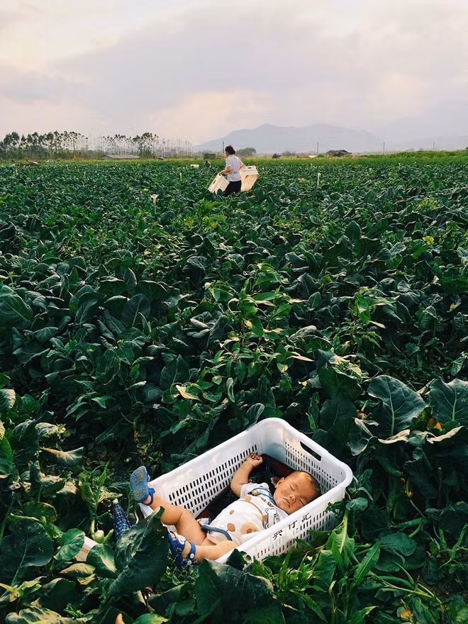 Một em bé ngủ trong giỏ chờ mẹ hái rau.